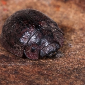 Trachymela sp. (genus) at Melba, ACT - 11 May 2021