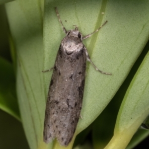 Haplodyta polybotrya at Melba, ACT - 11 May 2021