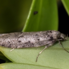 Haplodyta polybotrya at Melba, ACT - 11 May 2021