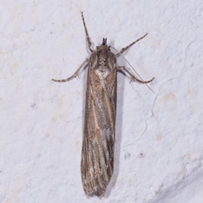 Ciampa arietaria (Brown Pasture Looper Moth) at Melba, ACT - 11 May 2021 by kasiaaus
