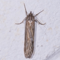 Ciampa arietaria (Brown Pasture Looper Moth) at Melba, ACT - 11 May 2021 by kasiaaus