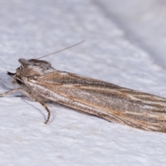 Ciampa arietaria at Melba, ACT - 11 May 2021 08:32 PM