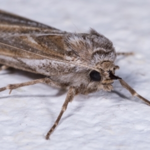 Ciampa arietaria at Melba, ACT - 11 May 2021 08:32 PM