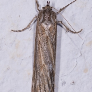 Ciampa arietaria at Melba, ACT - 11 May 2021 08:32 PM