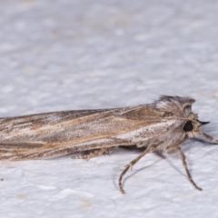 Ciampa arietaria at Melba, ACT - 11 May 2021 08:32 PM