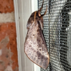 Oxycanus silvanus (Pale Oxycanus) at Kambah, ACT - 11 May 2021 by HelenCross