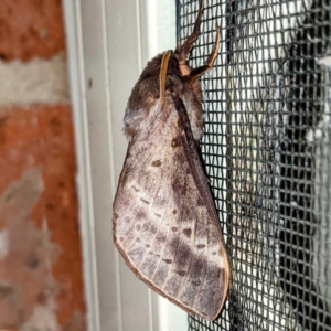 Oxycanus silvanus at Kambah, ACT - 11 May 2021