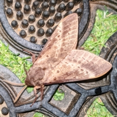 Oxycanus silvanus at Kambah, ACT - suppressed