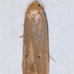 Tachystola (genus) at Melba, ACT - 11 May 2021