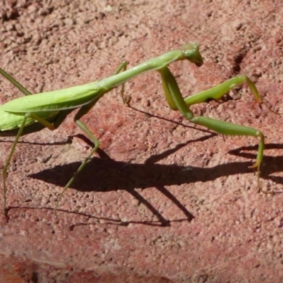 Pseudomantis albofimbriata (False garden mantis) at Braemar - 10 May 2021 by Curiosity