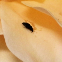Aethina sp. (genus) (Sap beetle) at Wodonga - 9 May 2021 by Kyliegw
