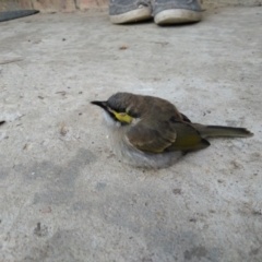 Caligavis chrysops (Yellow-faced Honeyeater) at Greenleigh, NSW - 12 May 2021 by LyndalT