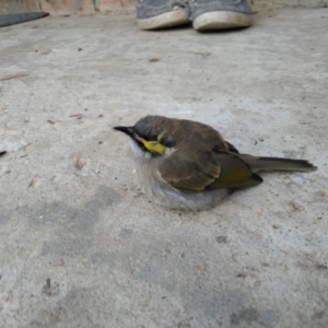 Caligavis chrysops at Greenleigh, NSW - 12 May 2021