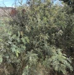 Acacia dealbata subsp. dealbata (Silver Wattle) at Mawson Ponds - 6 May 2021 by Tapirlord