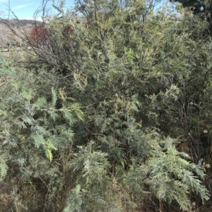 Acacia dealbata subsp. dealbata at Mawson, ACT - 6 May 2021