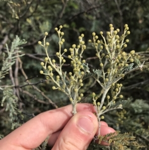 Acacia dealbata subsp. dealbata at Mawson, ACT - 6 May 2021