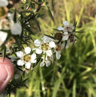 Leptospermum continentale (Prickly Teatree) at Mawson Ponds - 6 May 2021 by Tapirlord