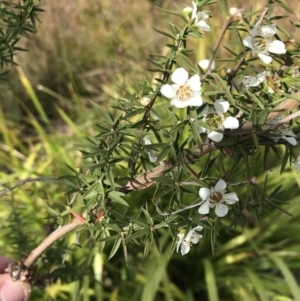 Leptospermum continentale at Mawson, ACT - 6 May 2021