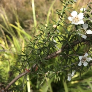 Leptospermum continentale at Mawson, ACT - 6 May 2021