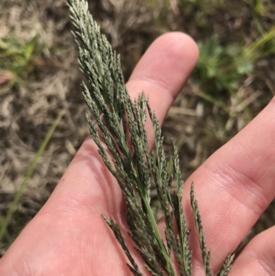 Eragrostis curvula (African Lovegrass) at Mawson Ponds - 6 May 2021 by Tapirlord