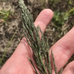 Unidentified Grass (TBC) at Mawson, ACT - 6 May 2021 by Tapirlord