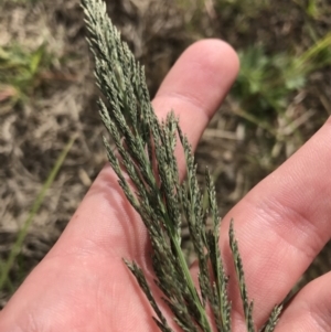 Eragrostis curvula at Mawson, ACT - 6 May 2021