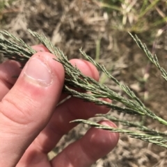 Eragrostis curvula at Mawson, ACT - 6 May 2021 10:40 AM