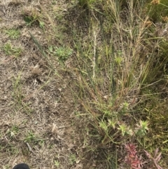 Eragrostis curvula at Mawson, ACT - 6 May 2021 10:40 AM