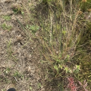 Eragrostis curvula at Mawson, ACT - 6 May 2021