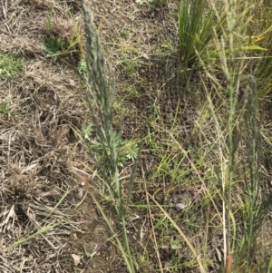 Eragrostis curvula at Mawson, ACT - 6 May 2021 10:40 AM