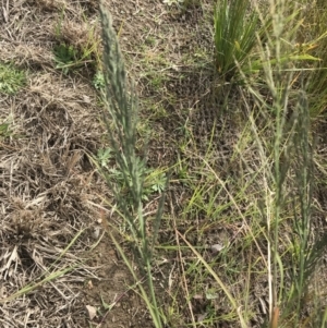 Eragrostis curvula at Mawson, ACT - 6 May 2021