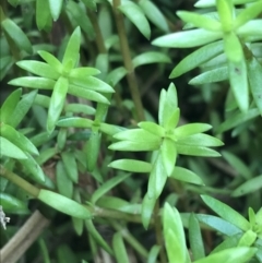 Crassula helmsii (Swamp Stonecrop) at Mawson, ACT - 6 May 2021 by Tapirlord