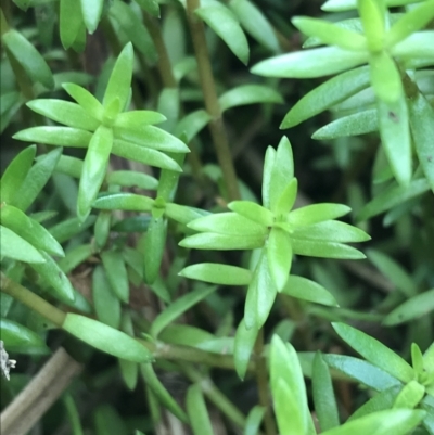 Crassula helmsii (Swamp Stonecrop) at Mawson Ponds - 6 May 2021 by Tapirlord