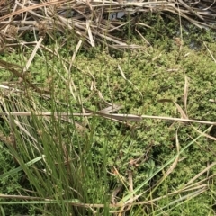 Crassula helmsii at Mawson, ACT - 6 May 2021 10:43 AM