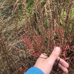 Lythrum salicaria at Mawson, ACT - 6 May 2021