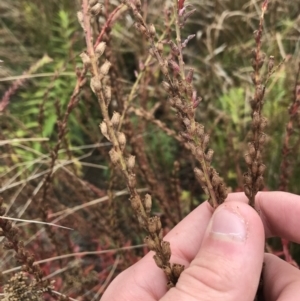 Lythrum salicaria at Mawson, ACT - 6 May 2021