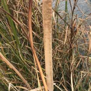 Typha domingensis at Mawson, ACT - 6 May 2021