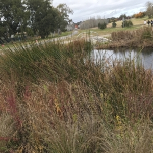 Typha domingensis at Mawson, ACT - 6 May 2021 10:45 AM