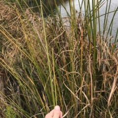 Typha domingensis at Mawson, ACT - 6 May 2021 10:45 AM