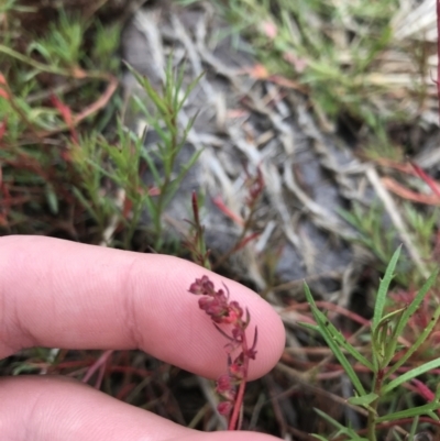 Haloragis heterophylla (Variable Raspwort) at Mawson Ponds - 6 May 2021 by Tapirlord