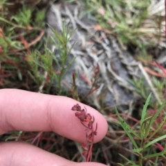 Haloragis heterophylla (Variable raspwort) at Mawson, ACT - 6 May 2021 by Tapirlord
