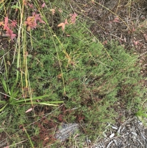 Haloragis heterophylla at Mawson, ACT - 6 May 2021