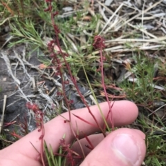 Haloragis heterophylla at Mawson, ACT - 6 May 2021 10:46 AM