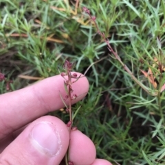 Haloragis heterophylla at Mawson, ACT - 6 May 2021 10:46 AM