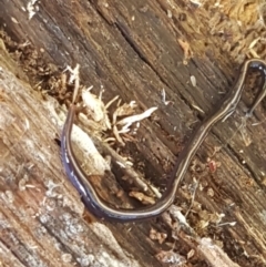 Caenoplana coerulea (Blue Planarian, Blue Garden Flatworm) at Lyneham, ACT - 11 May 2021 by tpreston