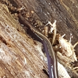 Caenoplana coerulea at Lyneham, ACT - 12 May 2021
