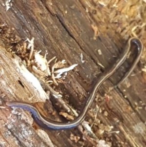 Caenoplana coerulea at Lyneham, ACT - 12 May 2021