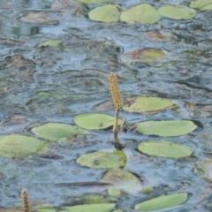 Potamogeton sulcatus (Pondweed) at Monash, ACT - 4 Mar 2021 by MichaelBedingfield