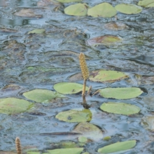 Potamogeton sulcatus at Monash, ACT - 4 Mar 2021