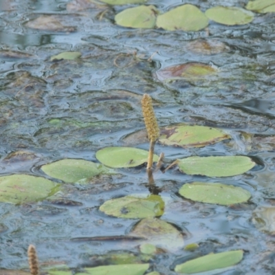 Potamogeton sulcatus (Pondweed) at Monash, ACT - 4 Mar 2021 by michaelb